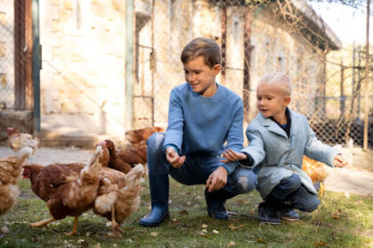 kids feeding chickens