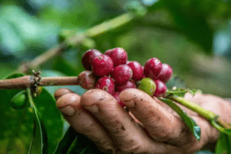 agile project management of coffee internationally in honduras