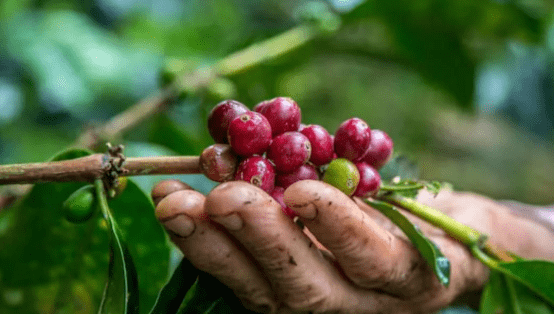 agile project management of coffee internationally in honduras